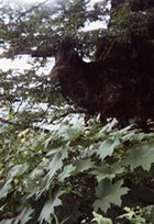 神代けやきとキレンゲショウマ