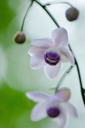 ��d���Y���X�̗d���v