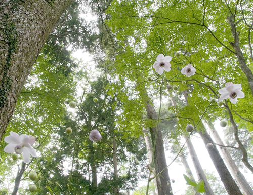 �u�ؘR����v