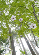 �f�W�^������@��x�o�R�S����