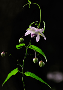 �f�W�^������@��x�R�ό������