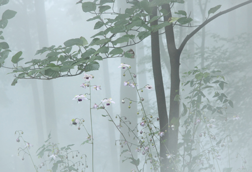 �u���̒��̖ڊo�߁v