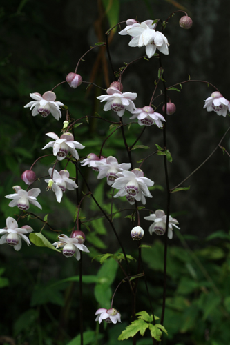 �u�n�[���j�[�v