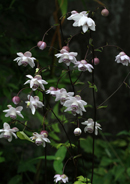 �f�W�^������@�D�G��