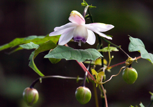 �u���ɐ�����v