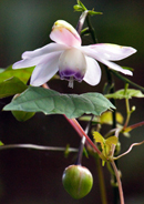 �f�W�^������@�D�G��