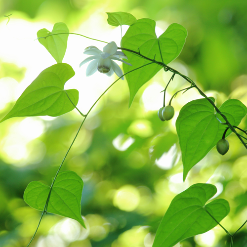 �u����߂��d���v