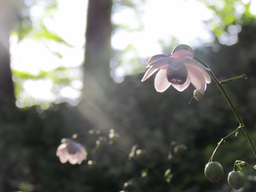 �u�؉k����̒��Łv