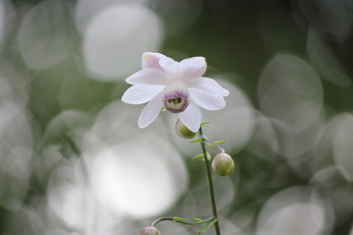 �u�؉k����̒��Łv