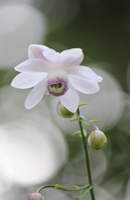 �f�W�^������@�D�G��