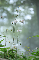 �f�W�^������@������Ԑ_�Џ�