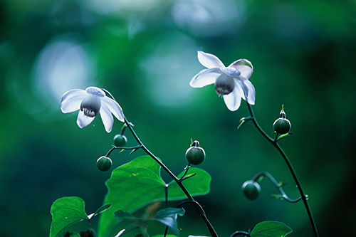 �u�����ғ��m�v