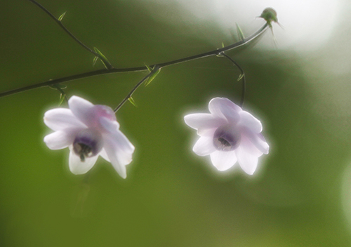 �u�f���G�b�g�v