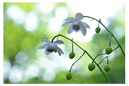 �u�d���̕����v