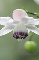 �f�W�^������@�D�G��