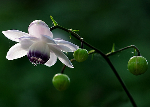 �u�����̏o��v