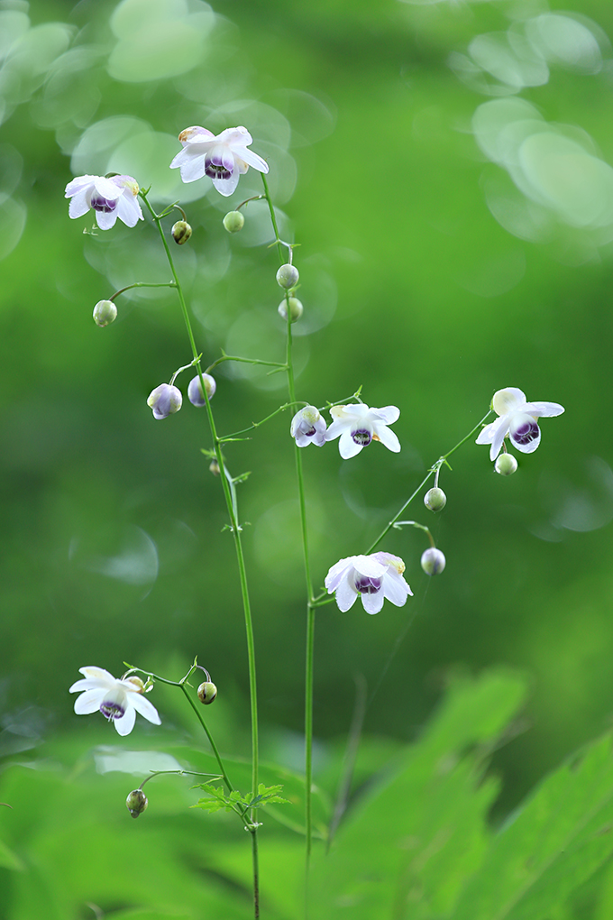 �f�W�^������@�ŗD�G��