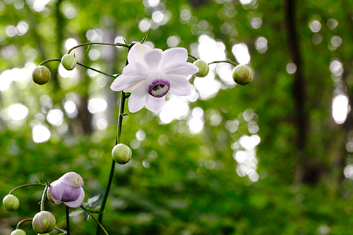 �u����ɕ�����āv