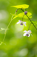 �f�W�^������@������Ԑ_�Џ�