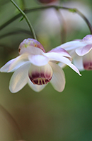 �f�W�^������@��x�R�ό������