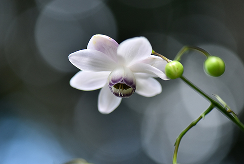 �u�f���G�b�g�v