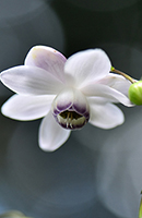 �f�W�^������@�D�G��