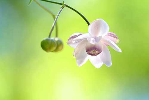 �u�d���̕����v