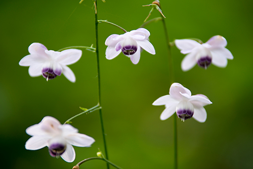 �u�R�̉������̂R�v