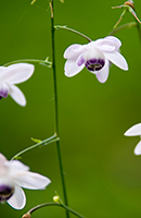 �f�W�^������@�D�G��