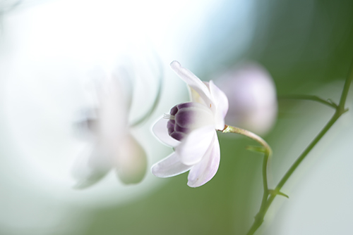 �u�������v