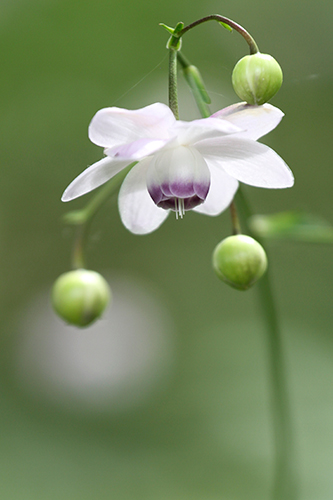 �u�����̏o��v