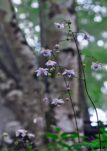 ������𗁂тč炭�v