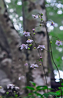 �f�W�^������@�~�s�ό������