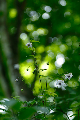 �u����ɕ�����āv