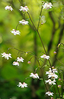 �f�W�^������@������Ԑ_�Џ�