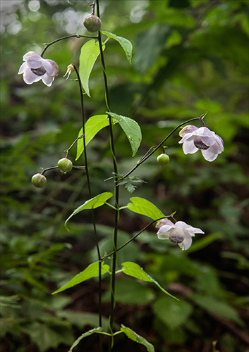 �u�X�̓���v