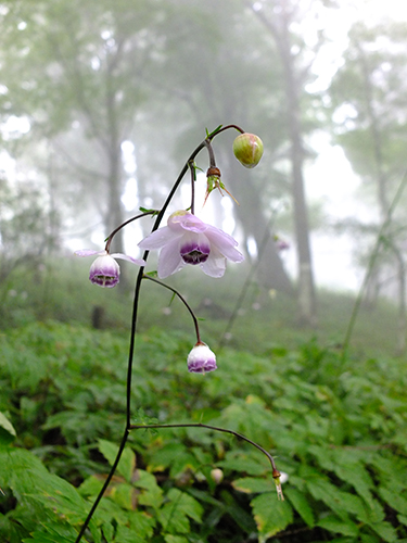 �u�f���G�b�g�v