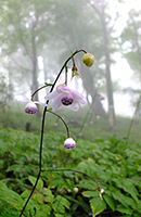 �f�W�^������@�D�G��