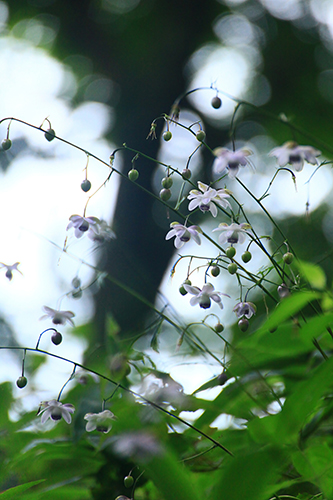 �u�d���̕����v