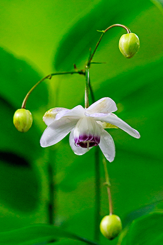 �u�R�̉������̂R�v