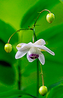 �f�W�^������@�D�G��