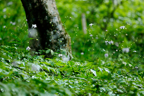 �f�W�^������@�ŗD�G��