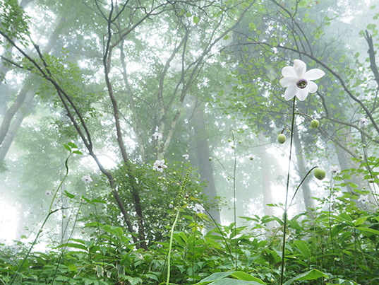 ��X�̗d���v