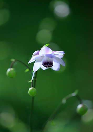 �u�悤�����v