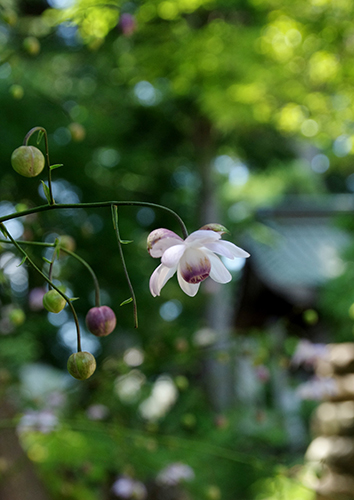 �u�肢�����߂āv