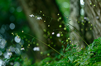 �f�W�^������@�D�G��