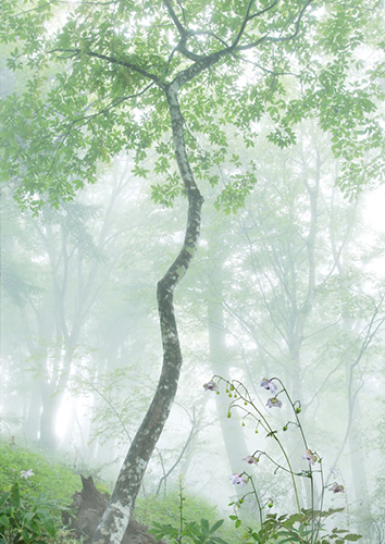 �u�X�̂����₫�v