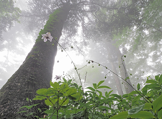 ������ɕ�܂�āv