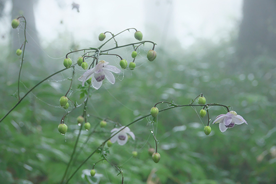 �u�Â��ȐX�ɍ炭�v