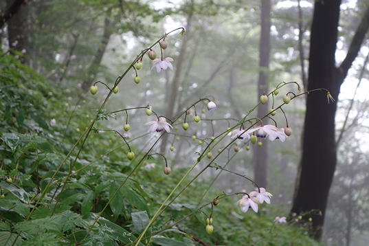 �u�u���Ȓ��̋�C�v